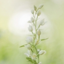 Weißes Waldvöglein / Cephalanthera damasonium / White helleborine