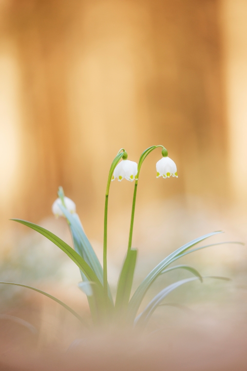 Frühlings-Knotenblumen / Leucojum vernum