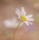 Anemonen-Schmuckblume / Callianthemum anemonoides