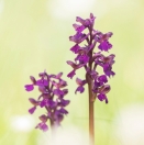 Kleines Knabenkraut / Anacamptis morio / Green veined orchid
