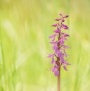 Prächtiges Manns-Knabenkraut / Orchis mascula ssp speciosa/ Early-purple orchid