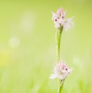 Dreizähniges Knabenkraut / Orchis tridentata / Toothed orchid