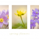 Springflowers I