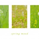 Frühlingswiese