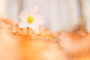 03_helleborus_8376