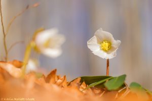 04_helleborus_8353