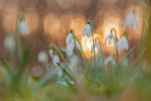 11_galanthus_0139