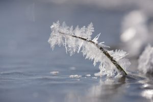 Reifkristalle auf der Wiese