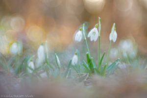 12_galanthus_8799