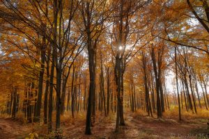 Herbst im Thayatal