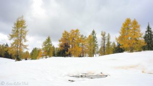 Bunte Lärchen auf der Tauplitz