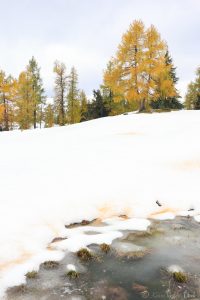 Bunte Lärchen auf der Tauplitz