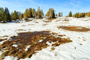 Bunte Lärchen auf der Tauplitz