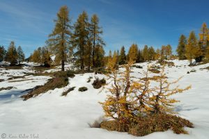 Bunte Lärchen auf der Tauplitz