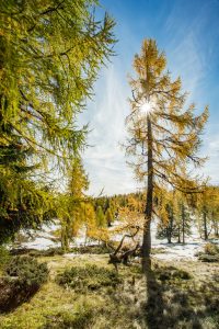 Bunte Lärchen auf der Tauplitz