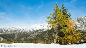 Bunte Lärchen auf der Tauplitz