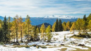 Bunte Lärchen auf der Tauplitz