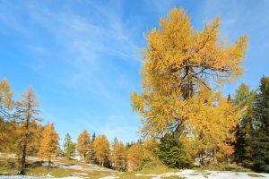 Bunte Lärchen auf der Tauplitz