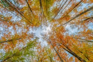 Herbst im Brunnental