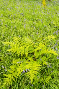 Meldon Woods