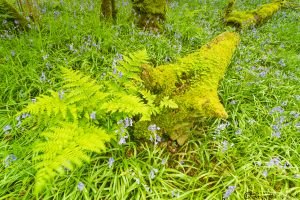 Meldon Woods