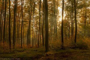 Herbst im Thayatal