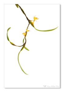 Bulbophyllum ssp. (Philipinnen)