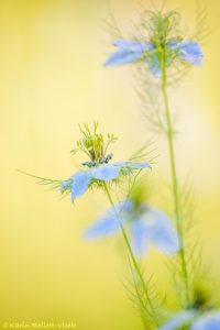 Nigella damascena / Damaskus-Schwarzkümmel