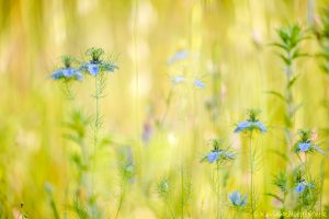 Nigella damascena / Damaskus-Schwarzkümmel