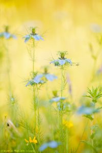 Nigella damascena / Damaskus-Schwarzkümmel