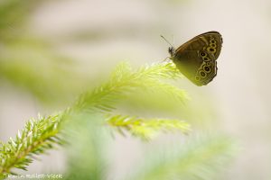 Lopinga achine / Gelbringfalter / Woodland brown