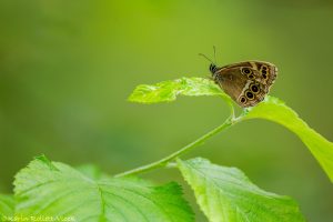 Lopinga achine / Gelbringfalter / Woodland brown