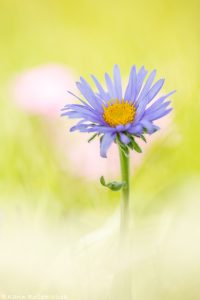 Aster alpinus / Alpen-Aster