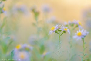 Aster amellus / Berg-Aster