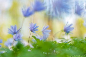 Anemone apennina / Apenninen-Windröschen