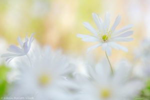 Anemone apennina / Apenninen-Windröschen