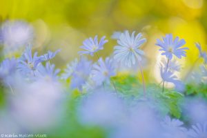 Anemone apennina / Apenninen-Windröschen