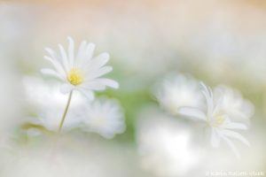 Anemone apennina / Apenninen-Windröschen