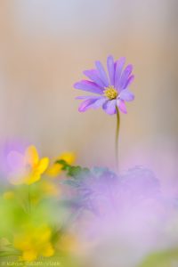 Anemone apennina / Apenninen-Windröschen