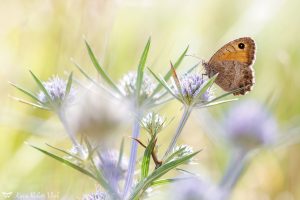 Arethusana arethusa / Rotbindiger Samtfalter / False grayling