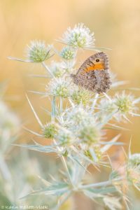 Arethusana arethusa / Rotbindiger Samtfalter / False grayling