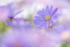 Anemone blanda / Balkan-Windröschen