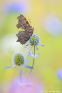 Polygonia c-album / C-Falter / The Comma