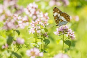 Limenitis camilla / Kleiner Eisvogel / White admiral butterfly