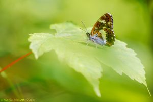 Limenitis camilla / Kleiner Eisvogel / White admiral butterfly