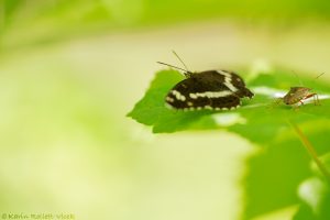 Limenitis camilla / Kleiner Eisvogel / White admiral butterfly