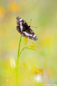 Limenitis camilla / Kleiner Eisvogel / White admiral butterfly