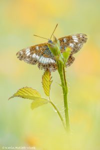 Limenitis camilla / Kleiner Eisvogel / White admiral butterfly