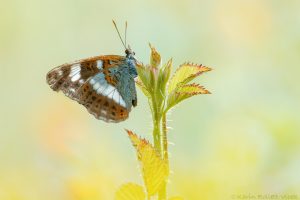 Limenitis camilla / Kleiner Eisvogel / White admiral butterfly