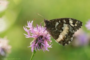 Brintesia circe / Weißer Waldportier / Great banded grayling